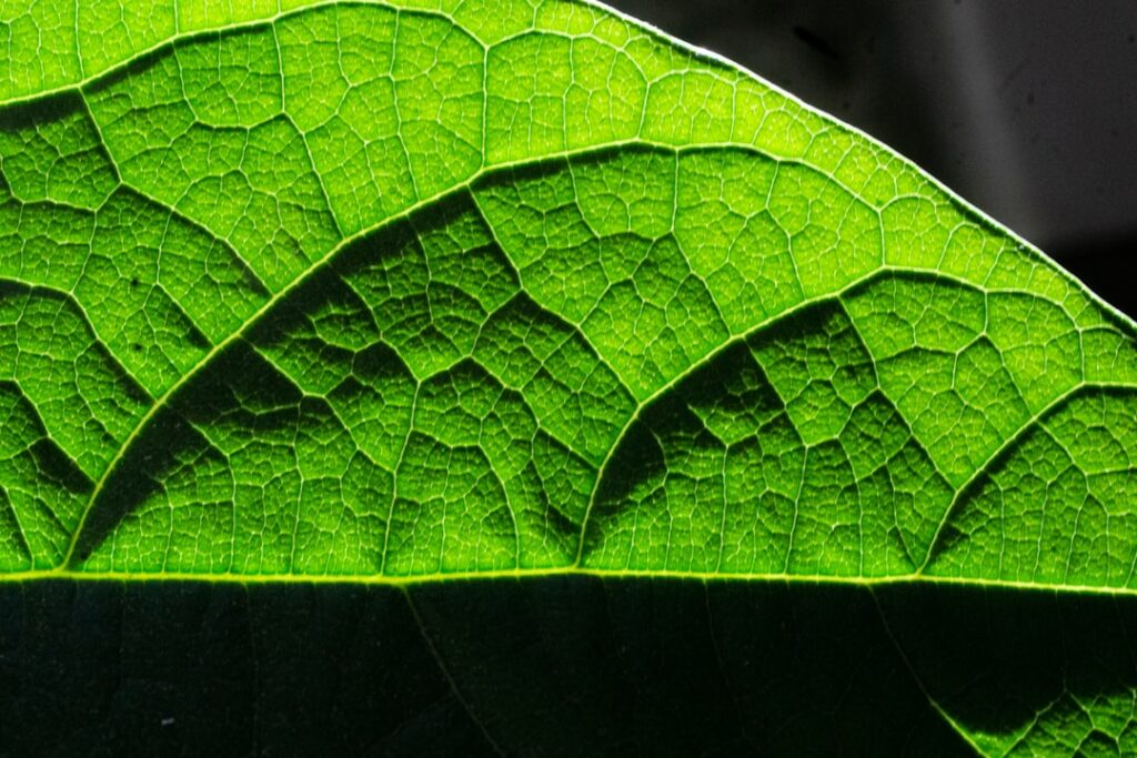 Natürliche Wege, um Schadstoffe biologisch zu neutralisieren