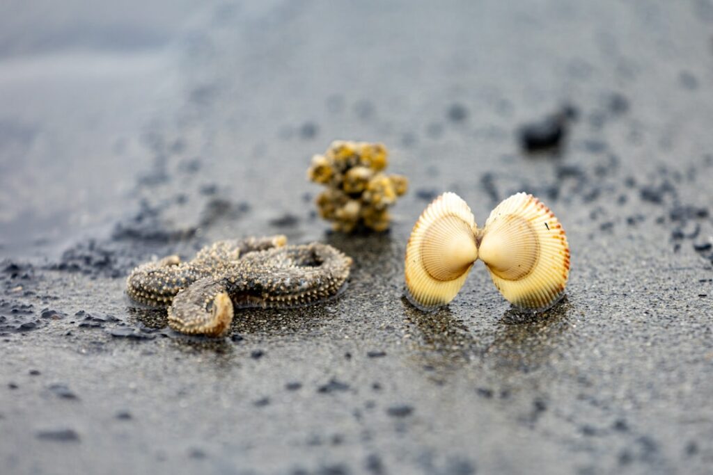 Mulchfolie biologisch abbaubar: Umweltfreundliche Hilfe für den Garten