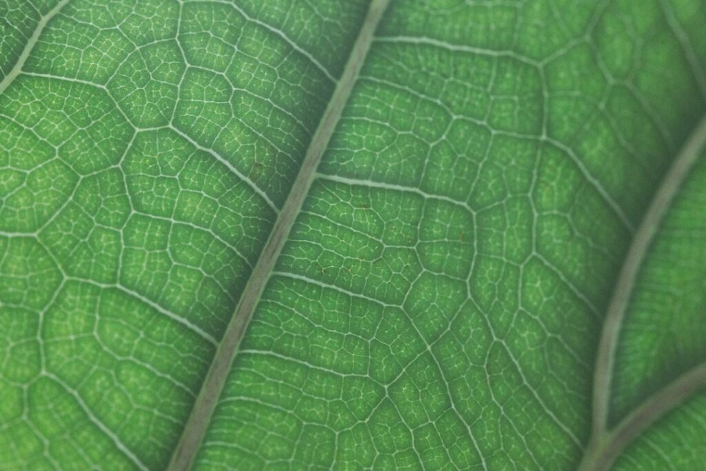 Wie sauerstoff benötigend biologisch das Leben auf der Erde möglich macht