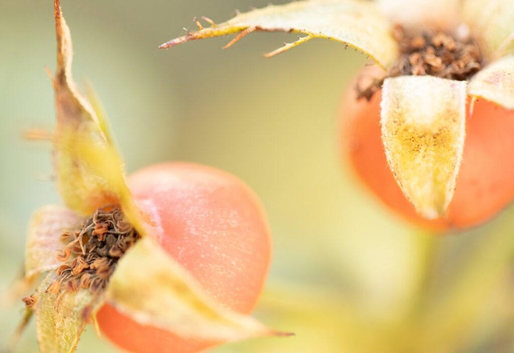 Natürliche Methoden gegen die Walnussfruchtfliege – So schützen Sie Ihre Ernte