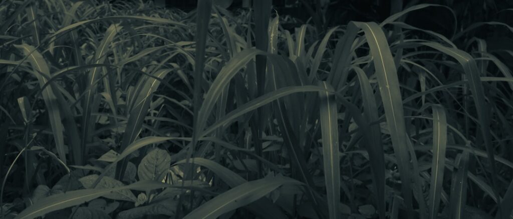 Nachhaltige Wahl für Katzenfreunde: Katzenstreu biologisch abbaubar