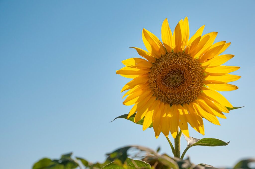 Mit biologisch abbaubarer Sonnencreme die Umwelt schützen