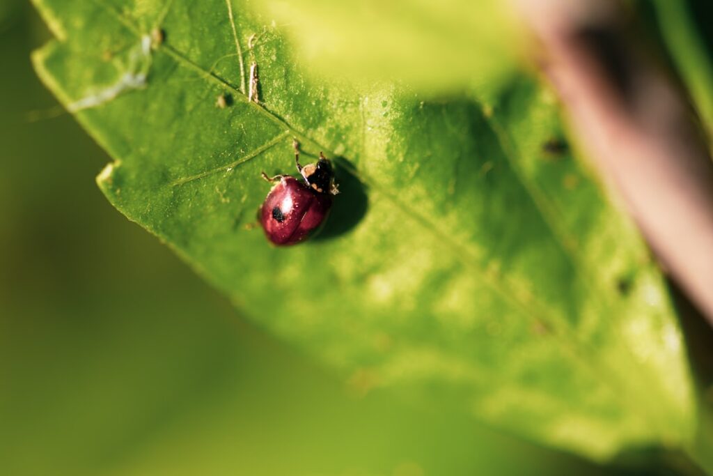 Biologisch abbaubar: Was steckt hinter dem Begriff und warum ist er wichtig?