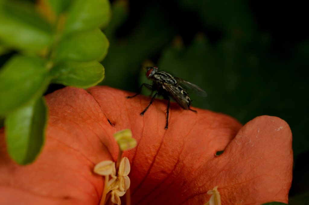 Gesund und natürlich: biologisch artgerechte Rohfütterung für Hunde und Katzen