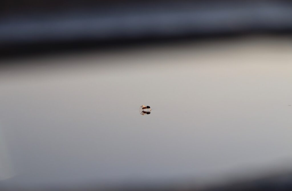 Was tun bei vielen kleinen Fliegen in der Wohnung?