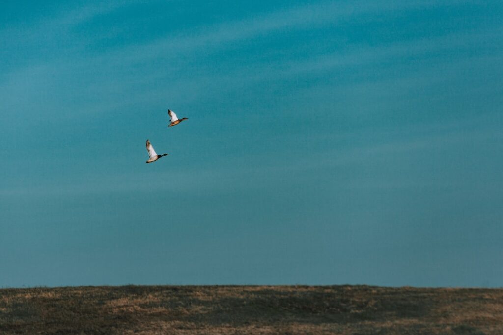 So werden Sie Minifliegen in der Wohnung schnell wieder los