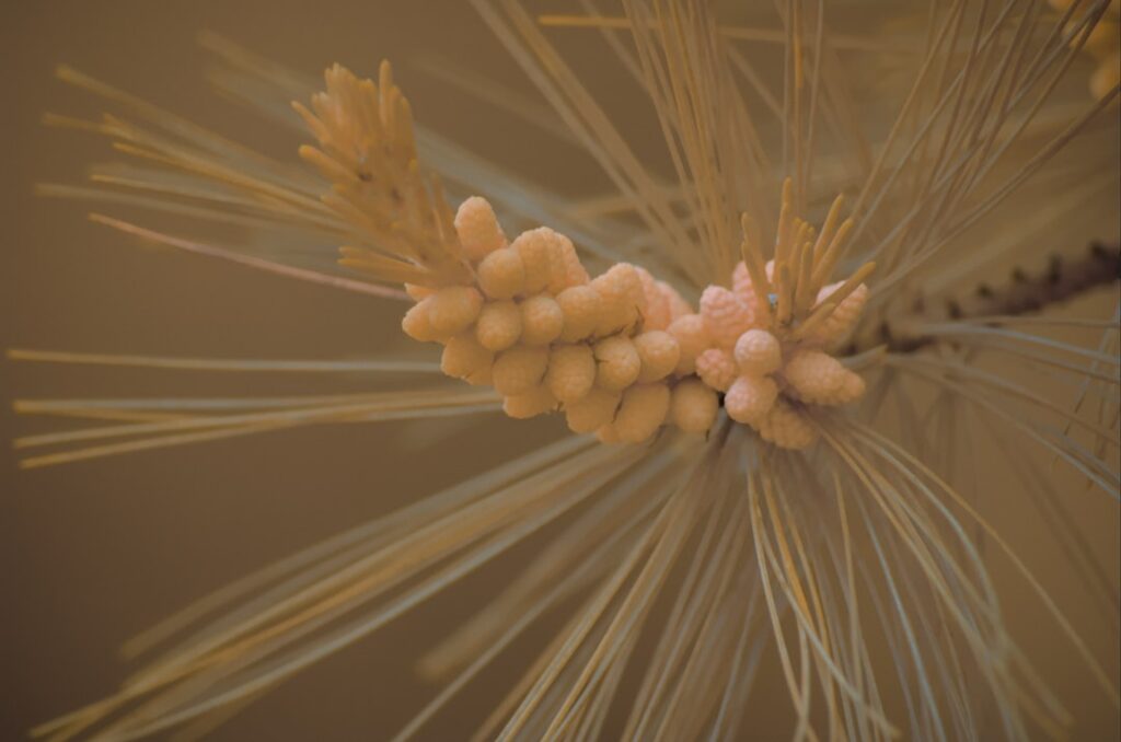 Mehlwürmer im Mehl: Was Sie tun können und wie Sie vorbeugen