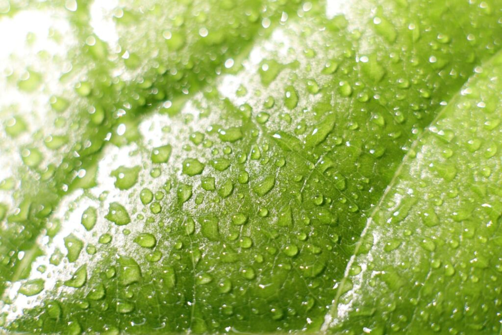 Biologisch abbaubares Spülmittel: Sauber Spülen mit gutem Gefühl