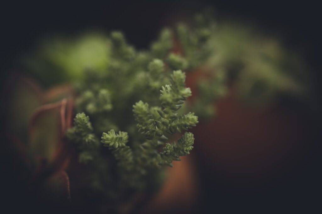 Brokoli kochen leicht gemacht: So gelingt das perfekte Gemüse