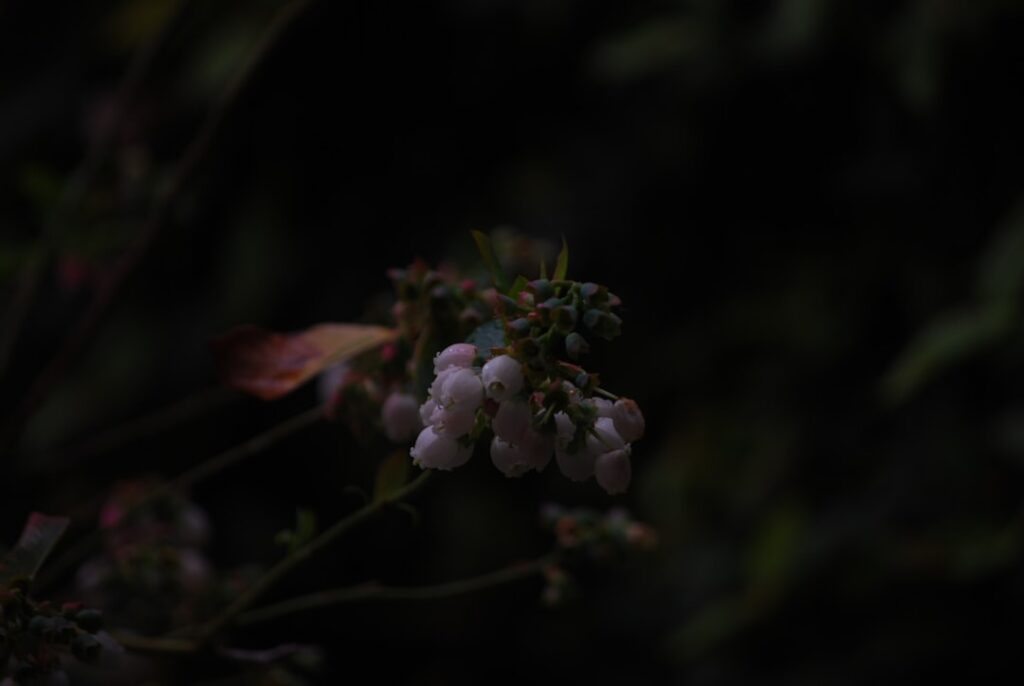 Möhren blanchieren: Die perfekte Vorbereitung für knackige Karotten
