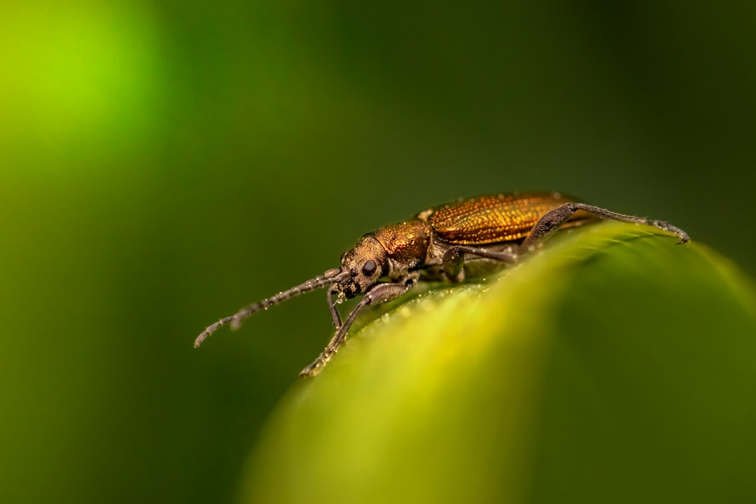 Kräuselkrankheit am Obstbaum natürlich besiegen