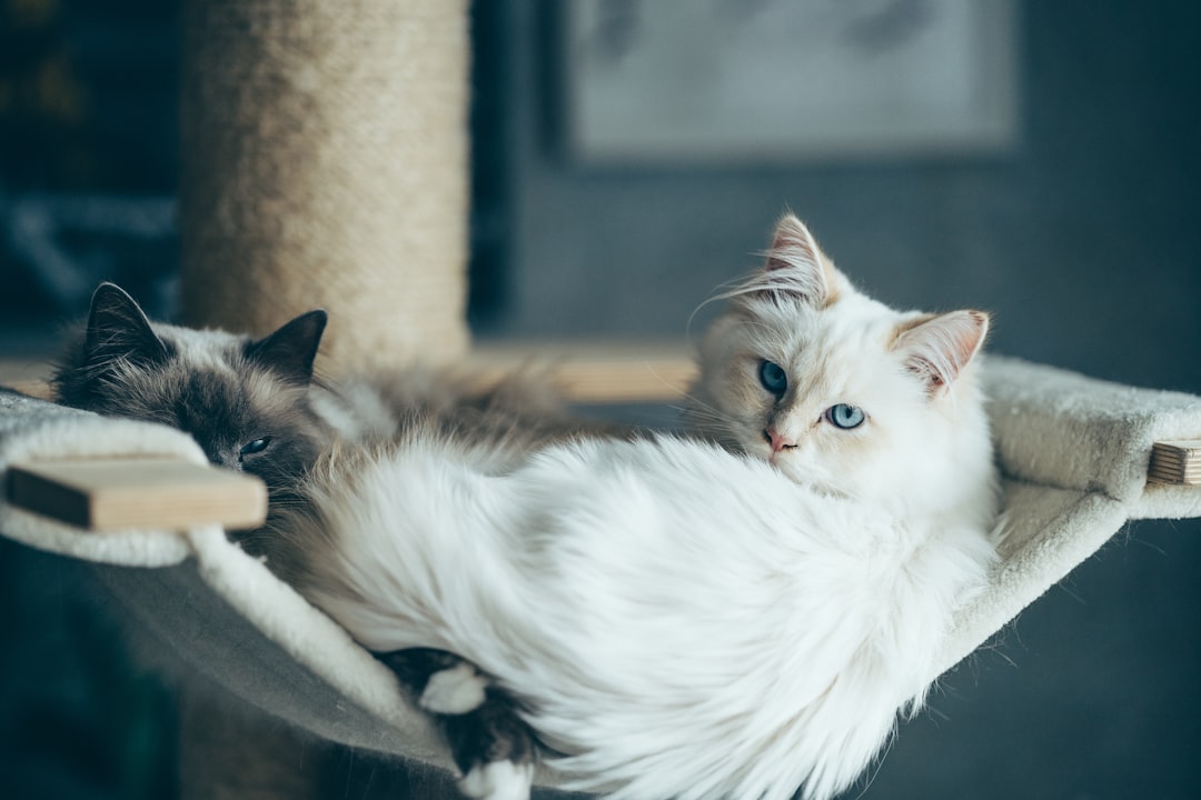 Katze ohne Haare: Die besonderen Felllosen Begleiter