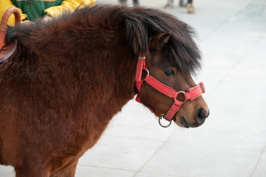 Frische und Stil: Lange Haare mit Pony als moderner Look