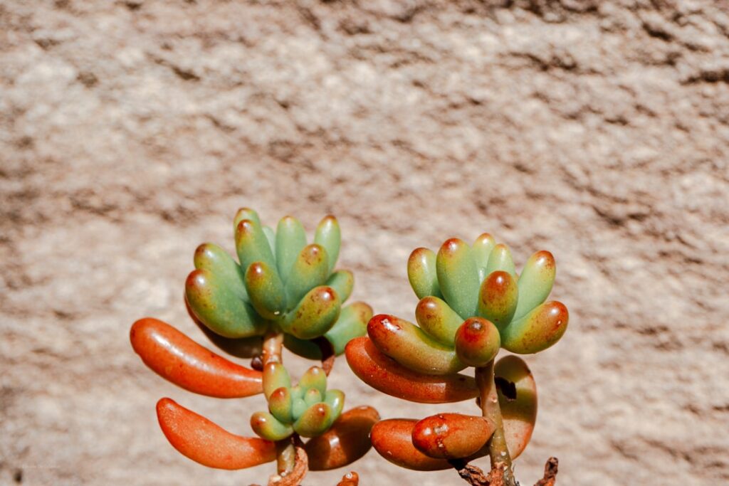 Perfekter Rasen: Mähen und Vertikutieren am gleichen Tag für beste Ergebnisse