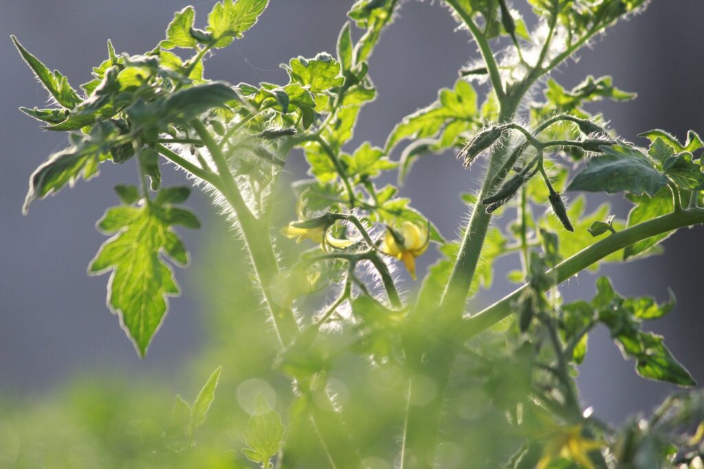 Vegetarisch Essen leicht gemacht: So gelingt der Umstieg